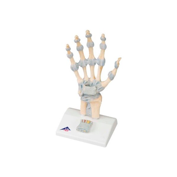 3B Anatomical Model - Hand Skeleton with Ligaments